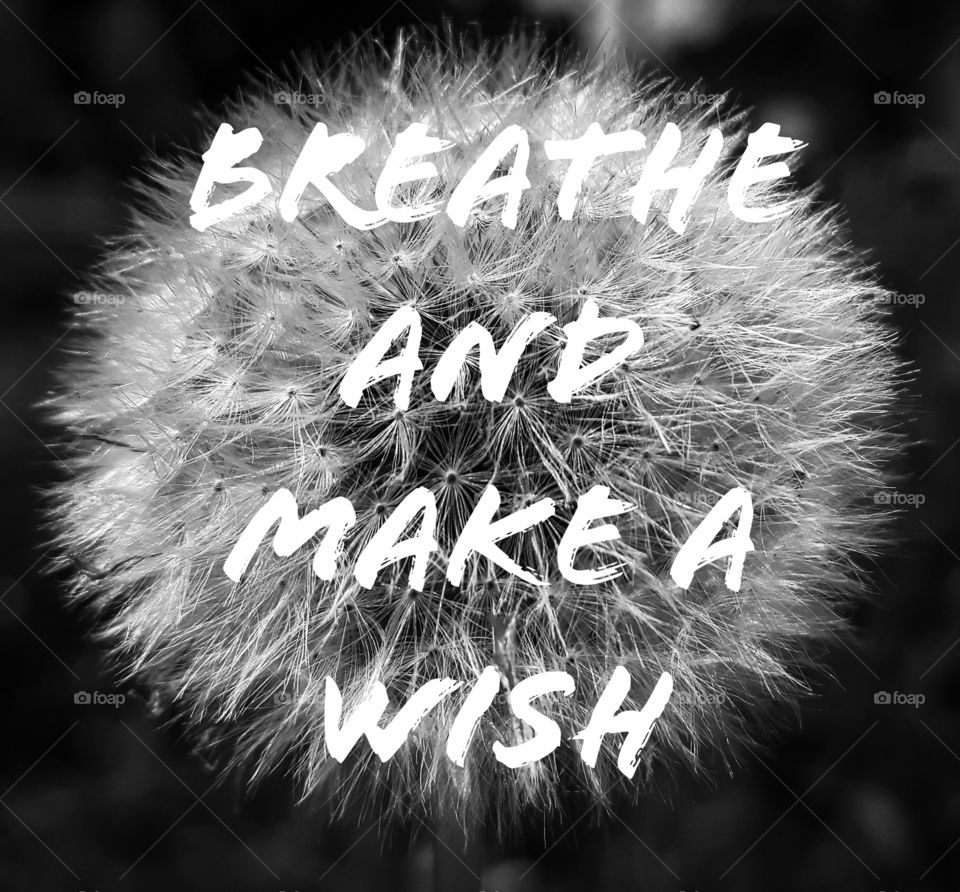Dandelion ( breath and make a wish)