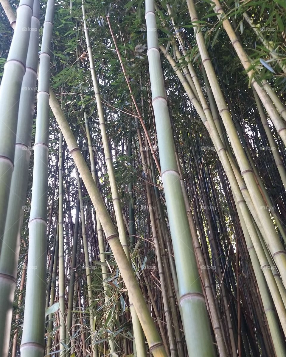 Bamboo grove