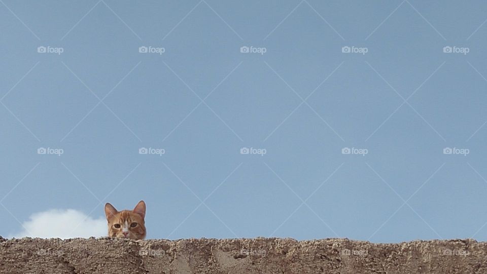  A beautiful cat overlooking the roof of the house alive and ashamed.