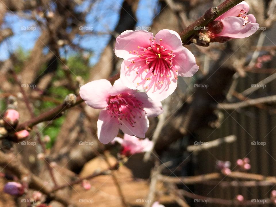 Nectarine fruit  tree pink blossoms and buds Spring in Australia
