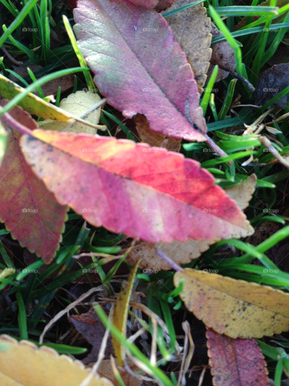 Transitions 

Published by:
HappyBrownMonkey 