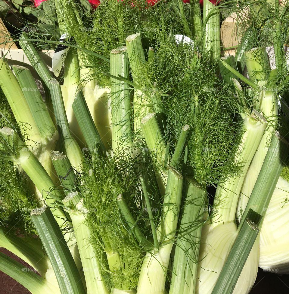 Fennel