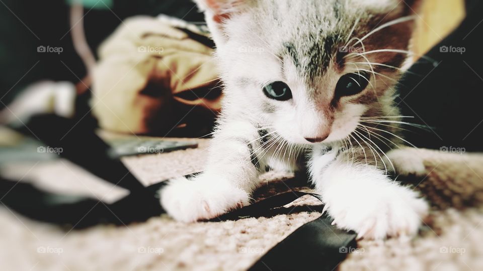 kittens are the most curious creatures.