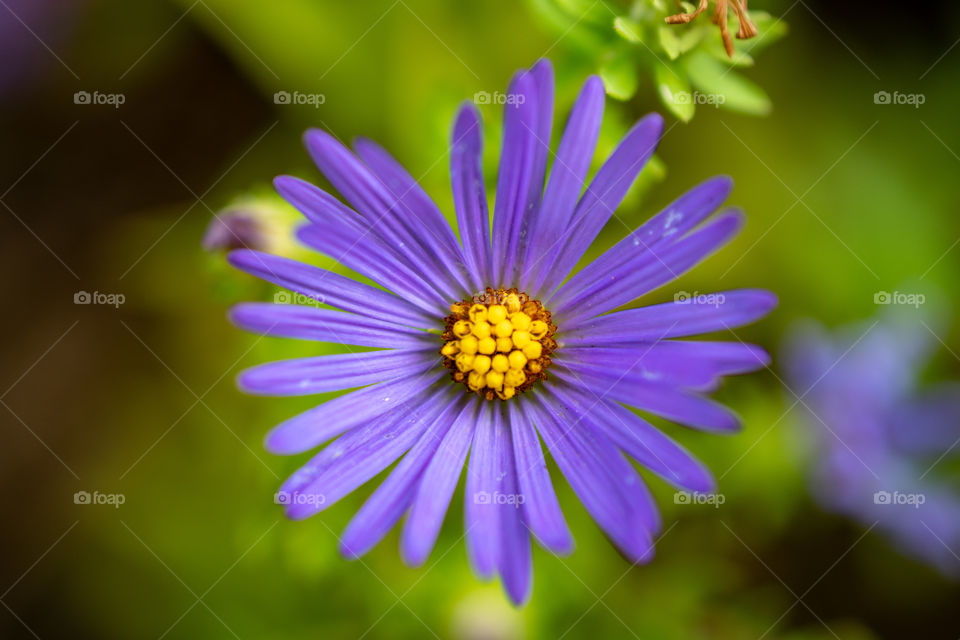 A purple flower