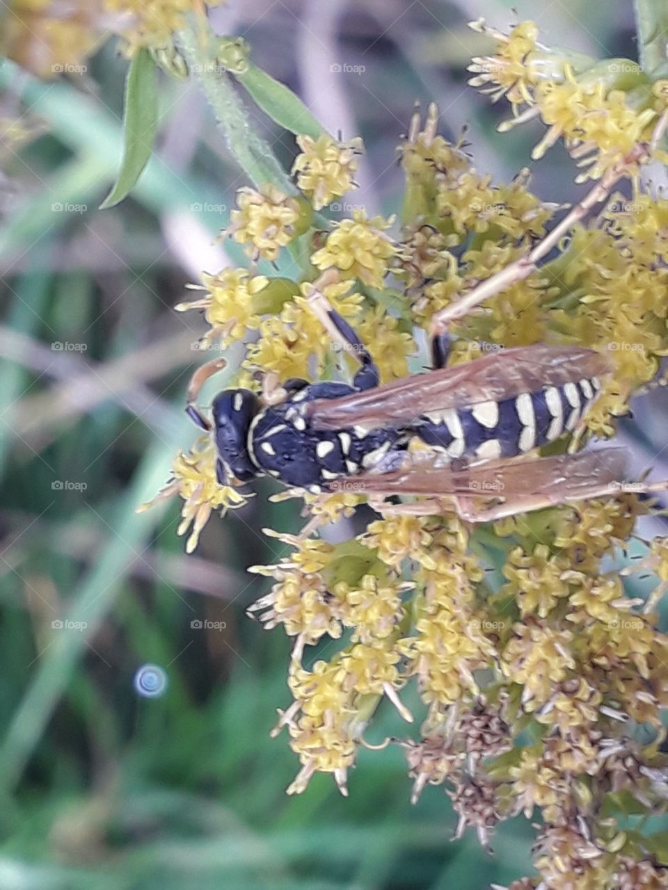 close-up  of a wasp on goldenrod  flowers