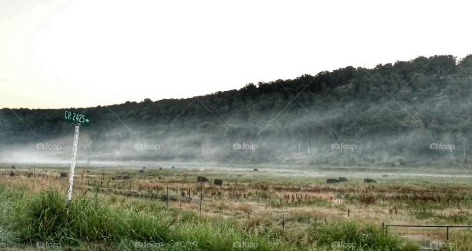 cattle in the fog