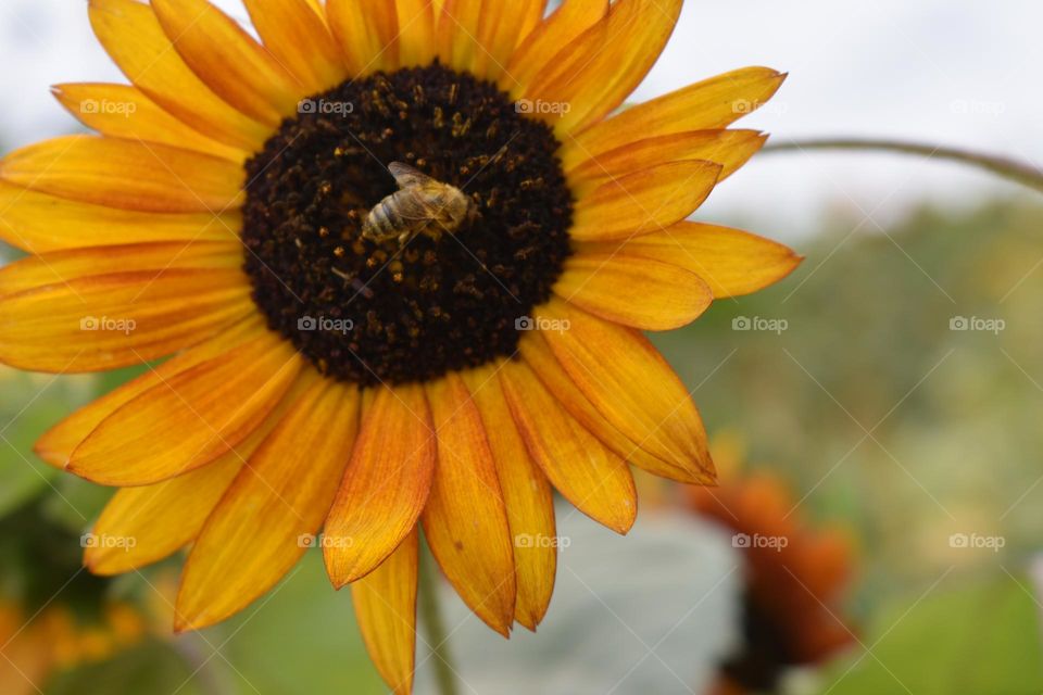 Bee with sunflowers 