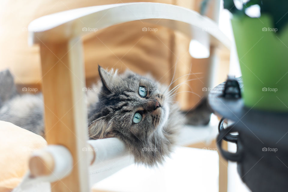 Kitty's eyes, cat enjoying the morning