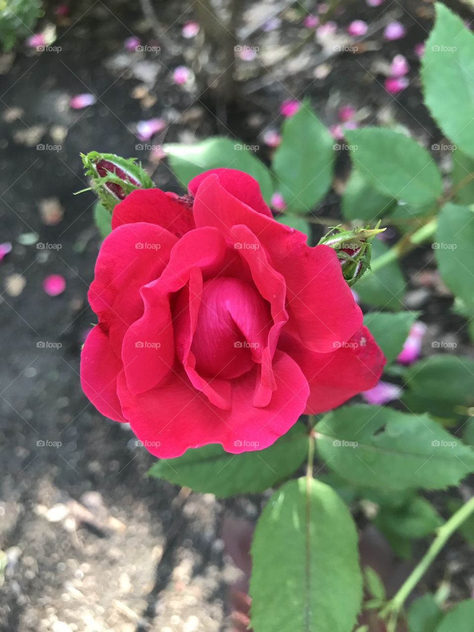 Bright pink rose in bloom