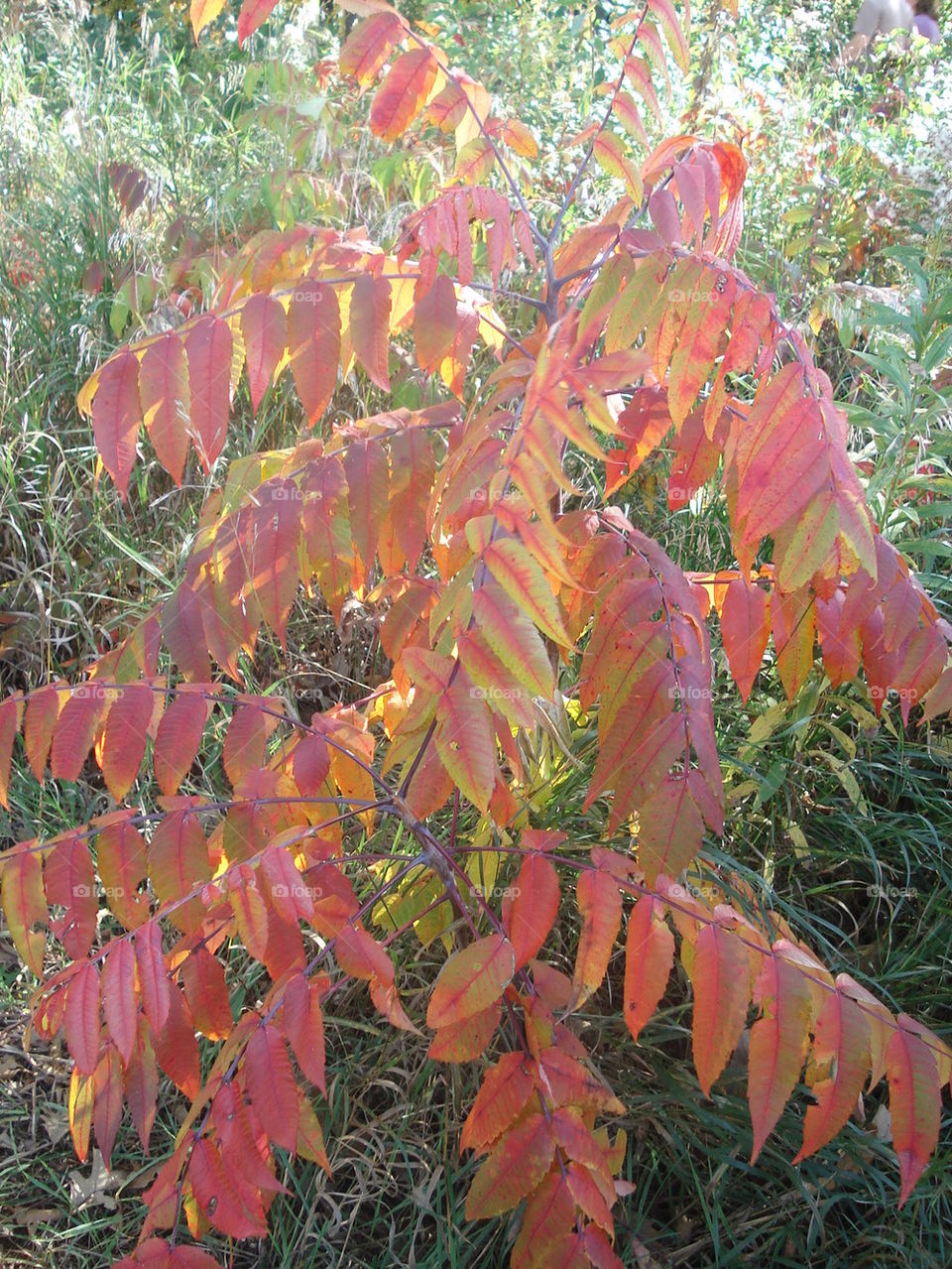 color sumac