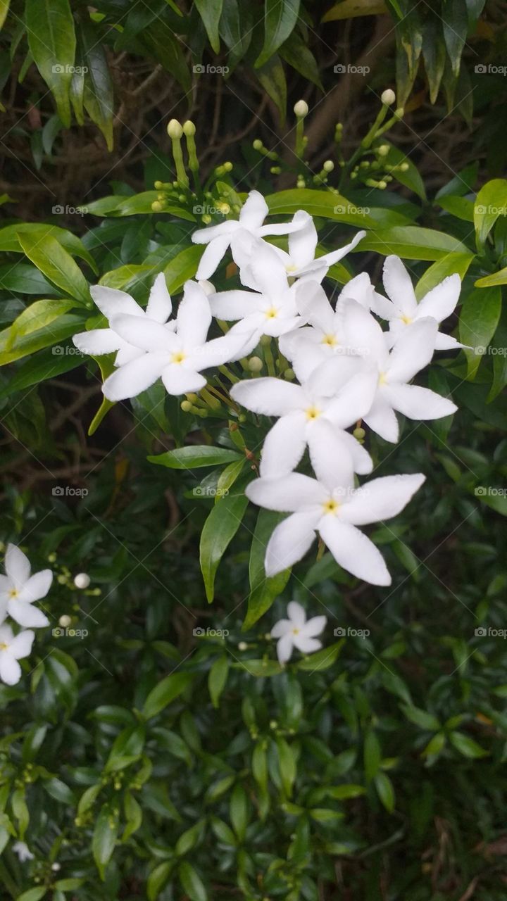 White flowers