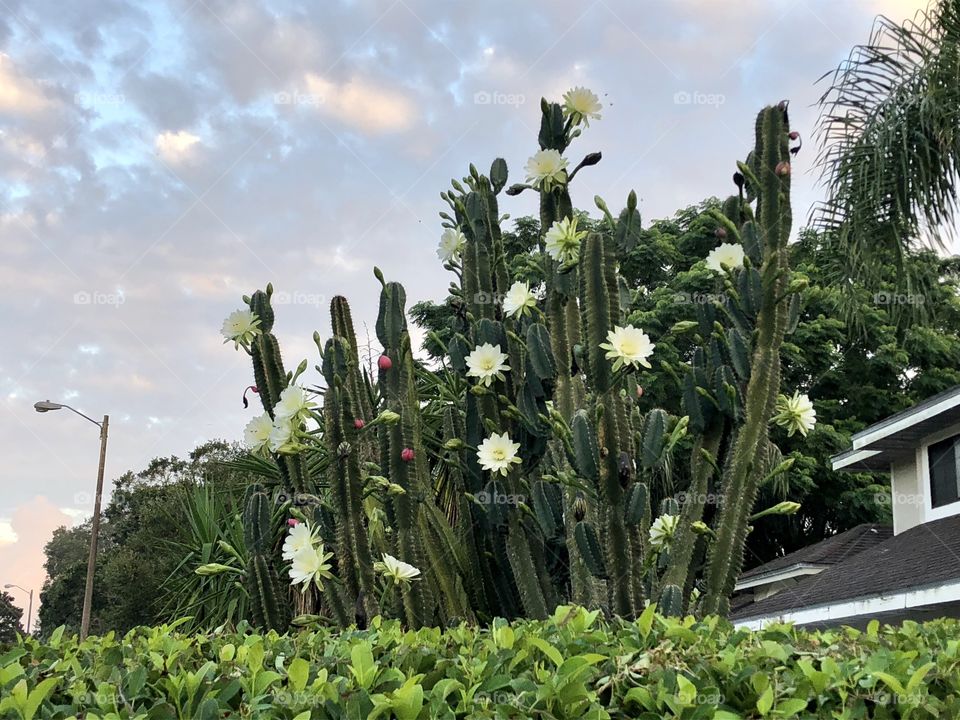 Cactus at morning in full bloom