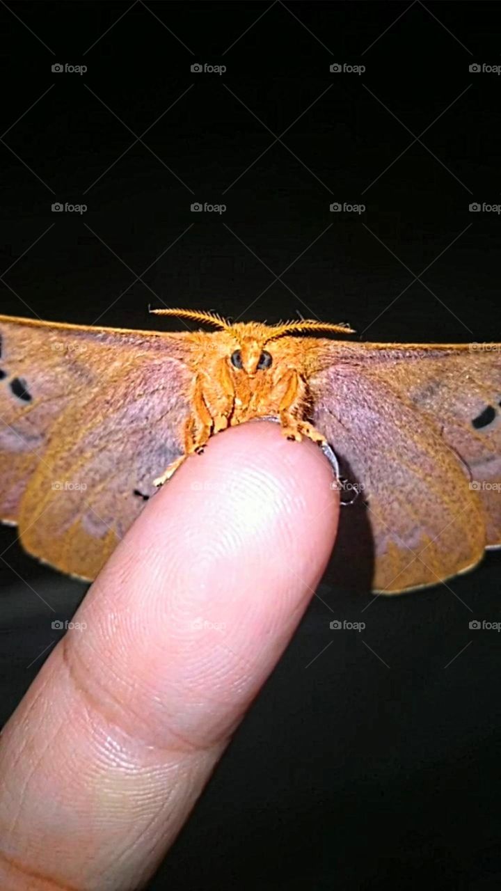 This butterfly is beautiful even at night.