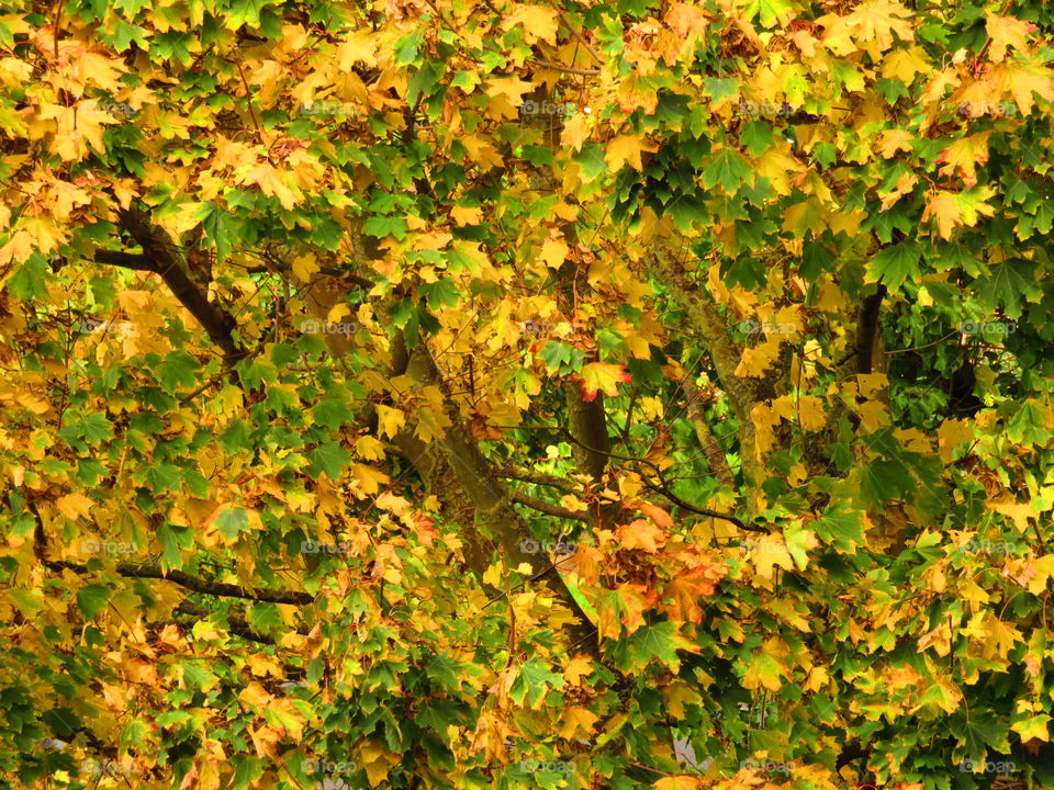 autumn foliage