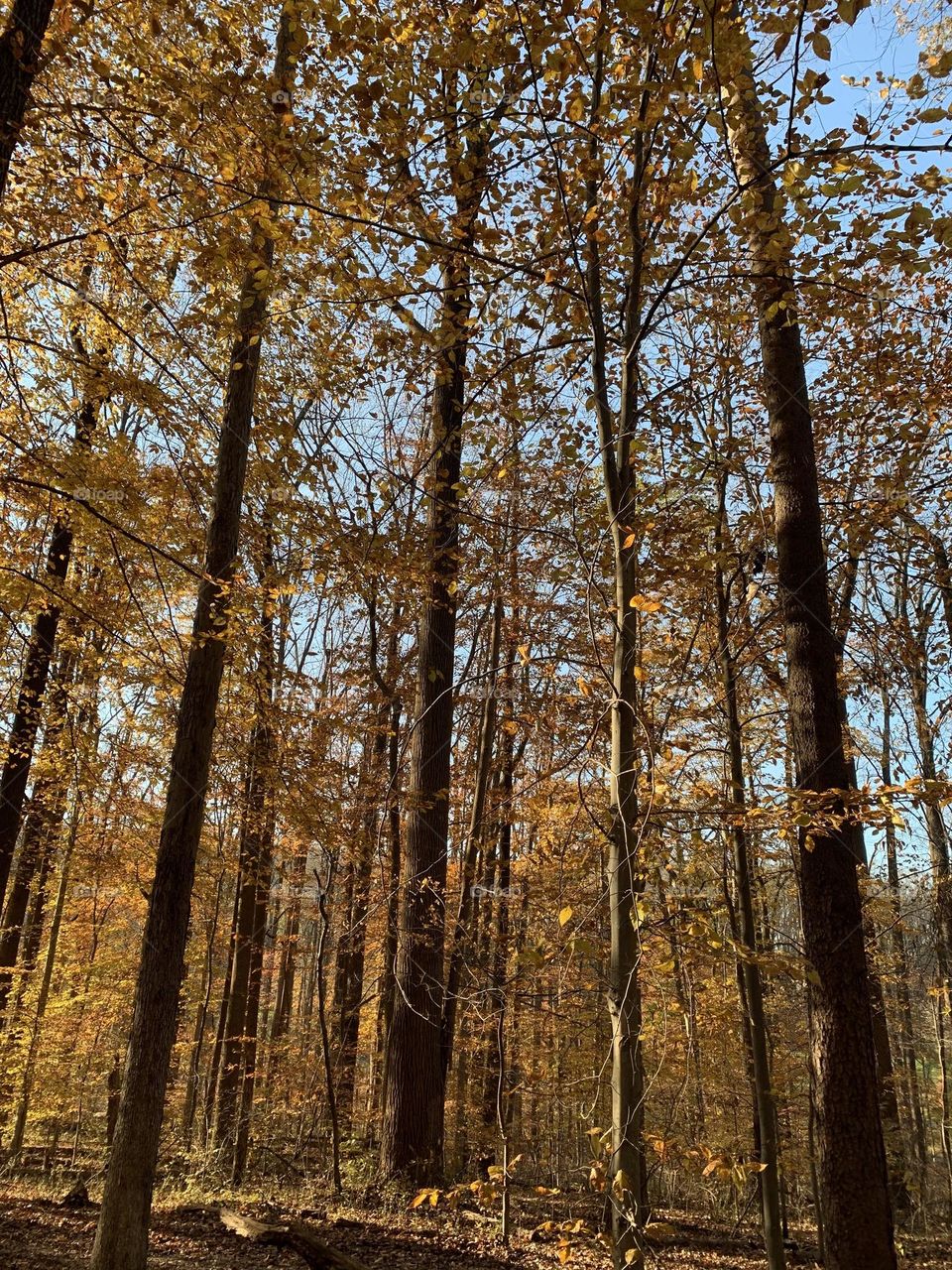 Autumn tall trees 