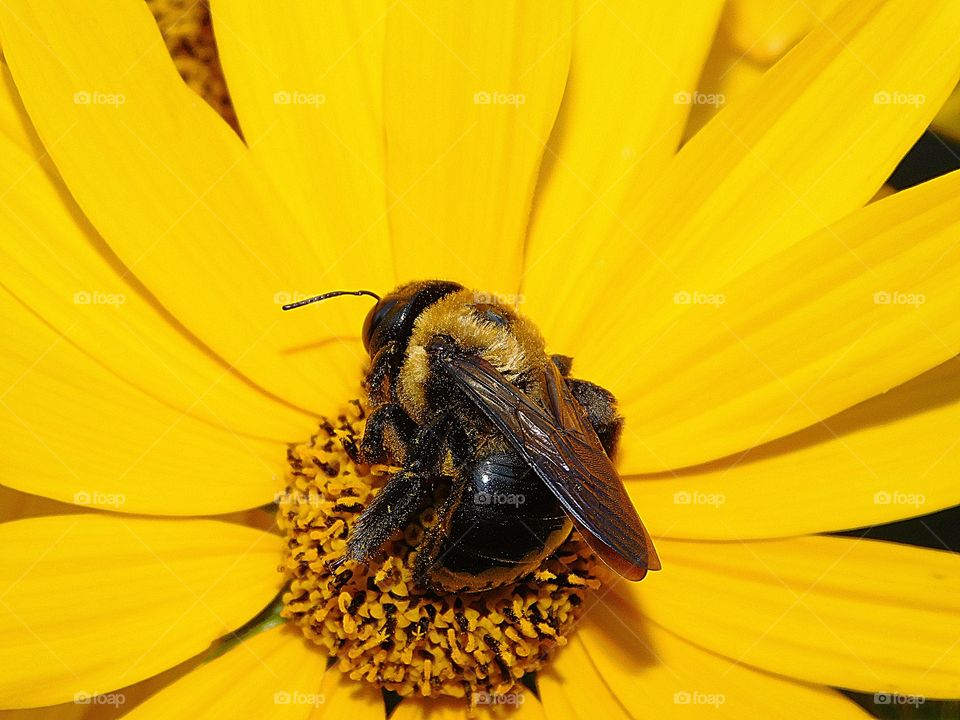 Bumblebee on a swamp daisy - Zooming-in - Here I am focusing on a section of an image and increasing its overall size for greater detail