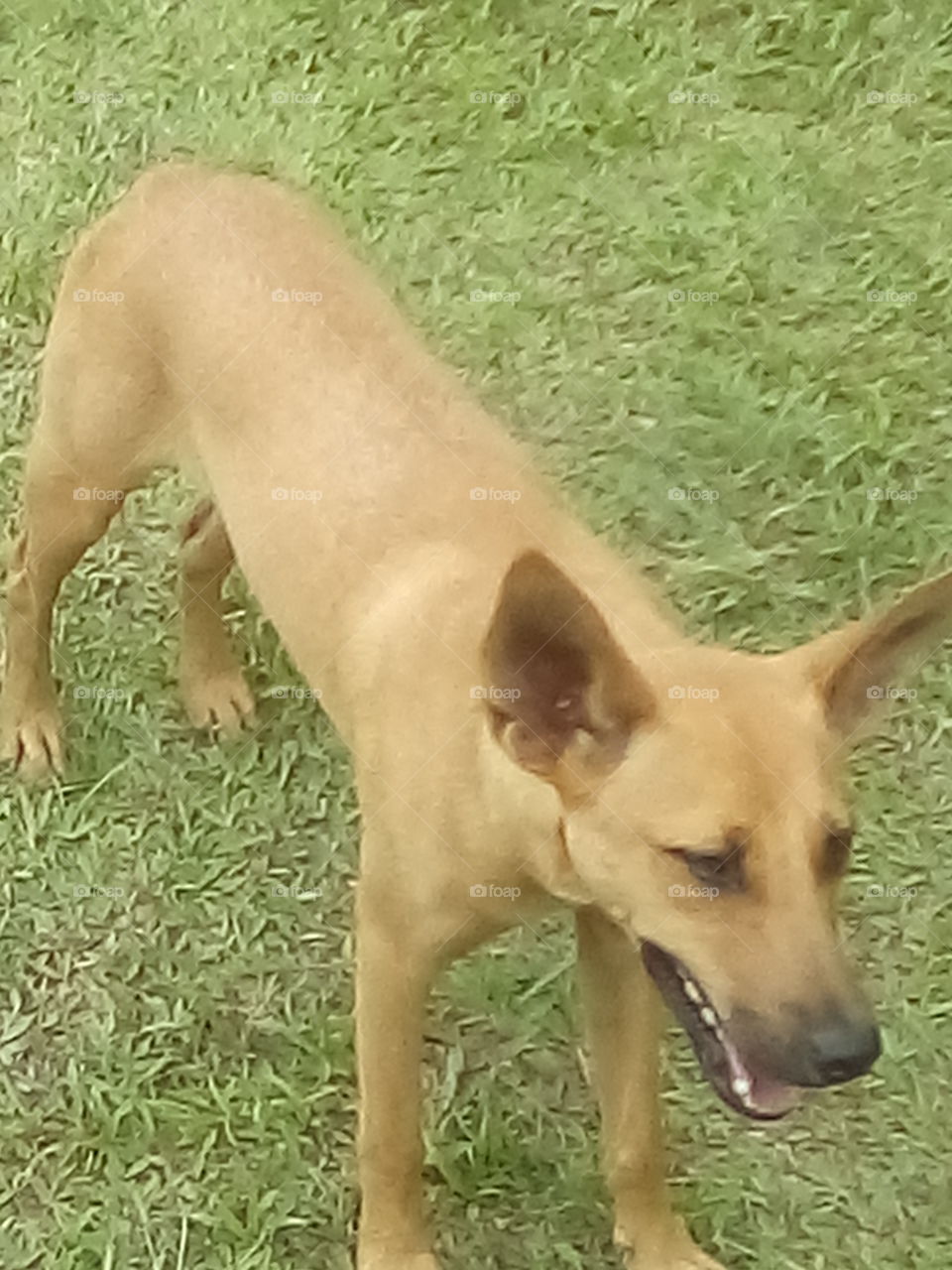 what do you think about my new friend he is my favorite and I love him he is very play full.