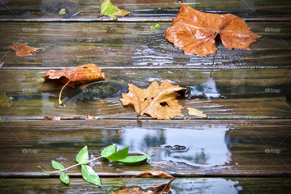 A small, green, leafy twig among large, fall leaves on a rain-soaked, wooden surface 