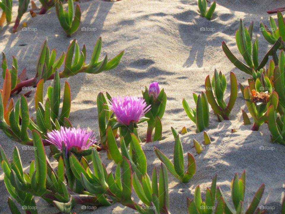  Dune Blooms