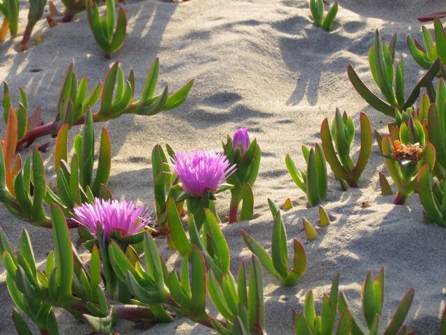  Dune Blooms