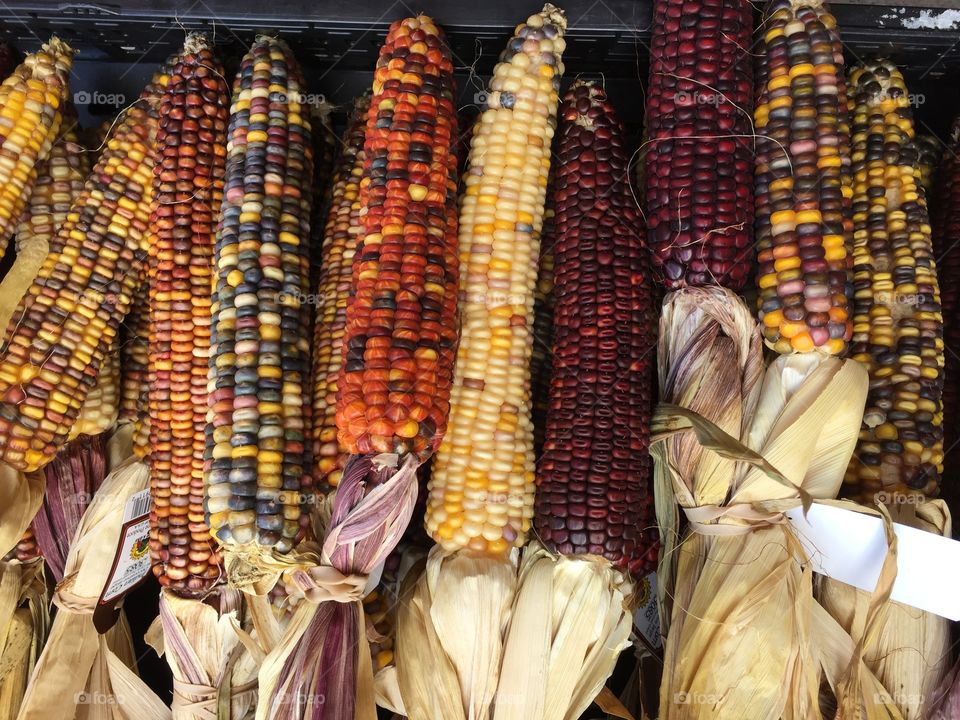 Indian Corn