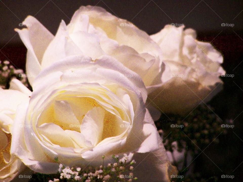 White Roses