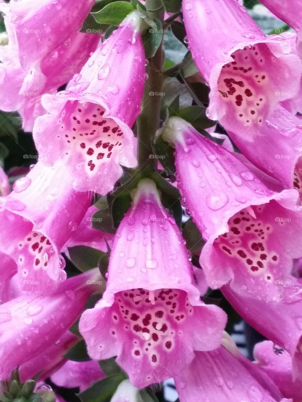 Foxglove