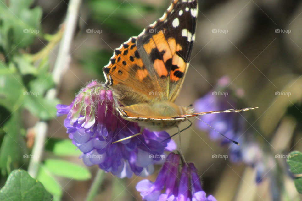 Butterfly shot