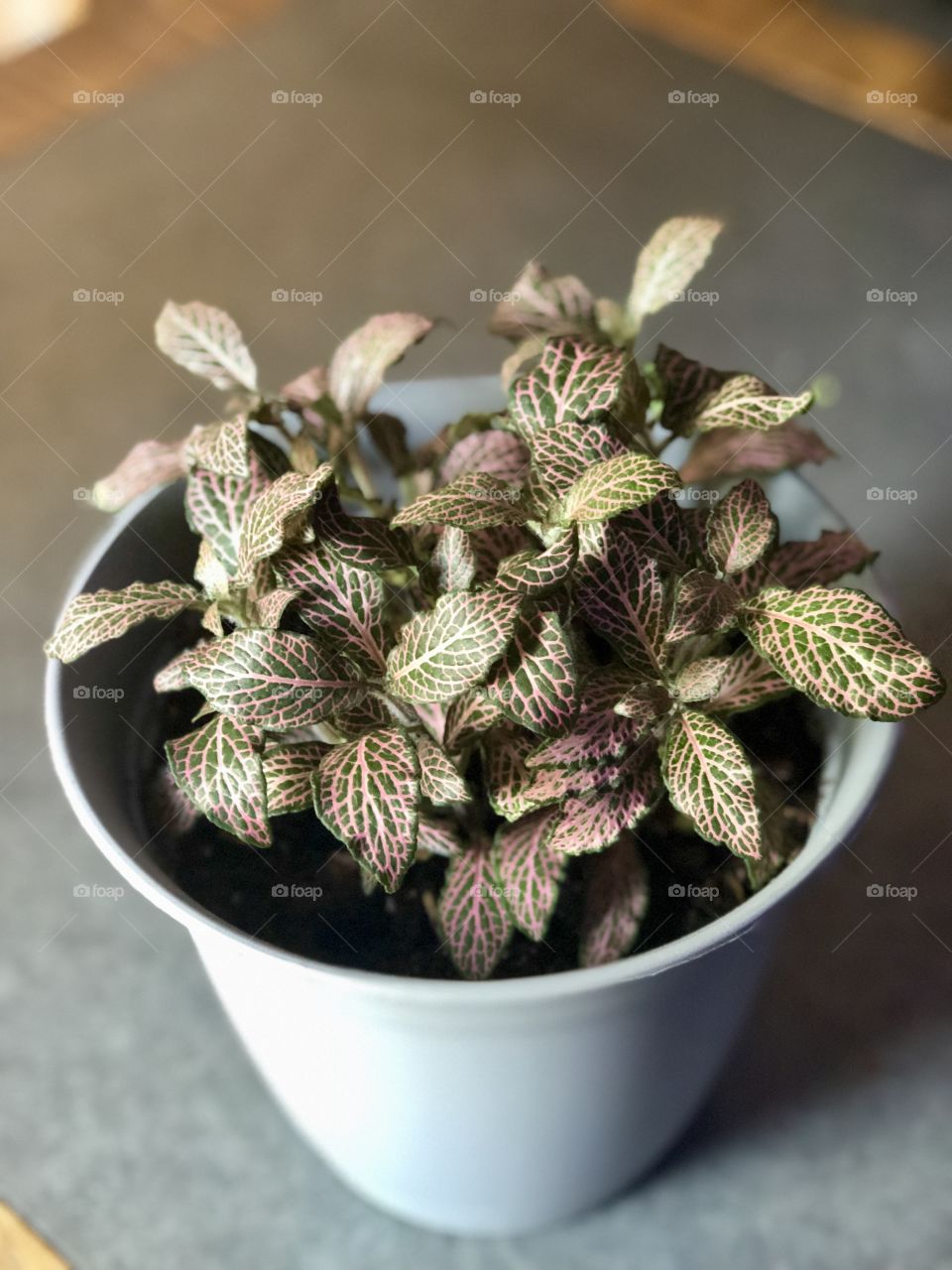 Indoor potted plant 