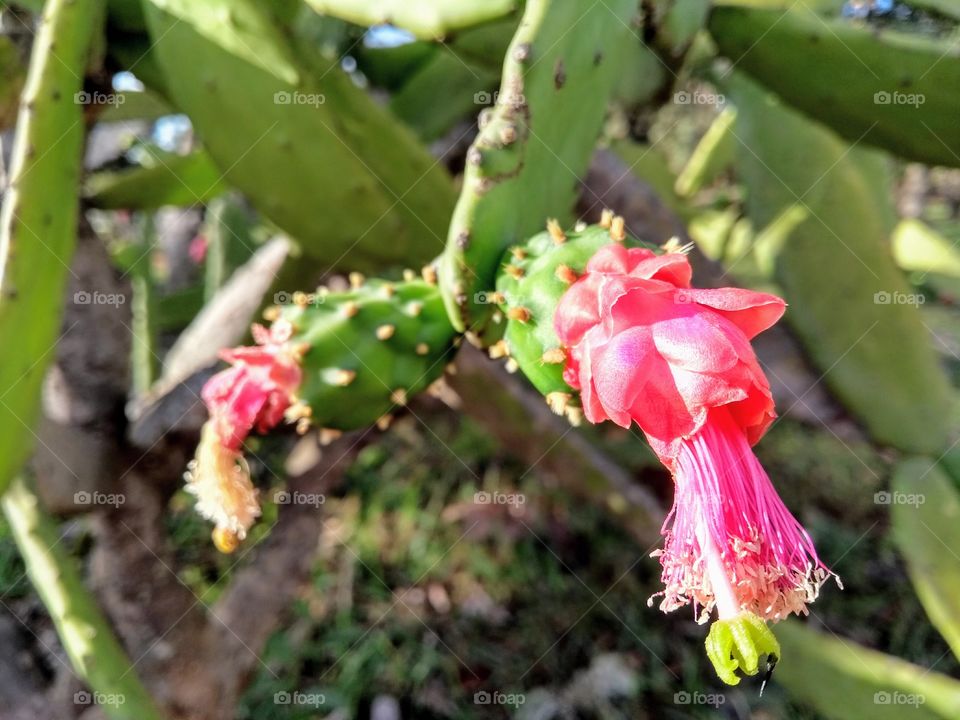 Beautiful pink cactus flowers