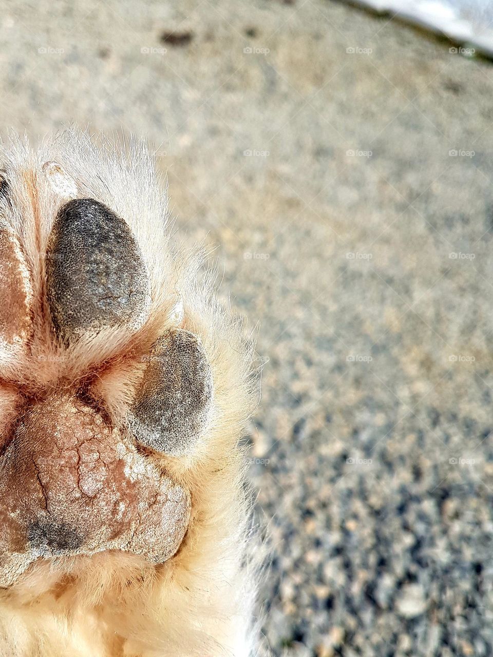 Diesel's paw