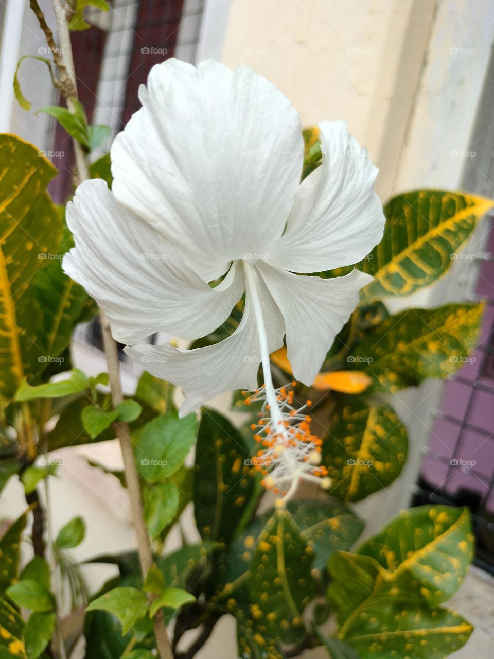 white flower