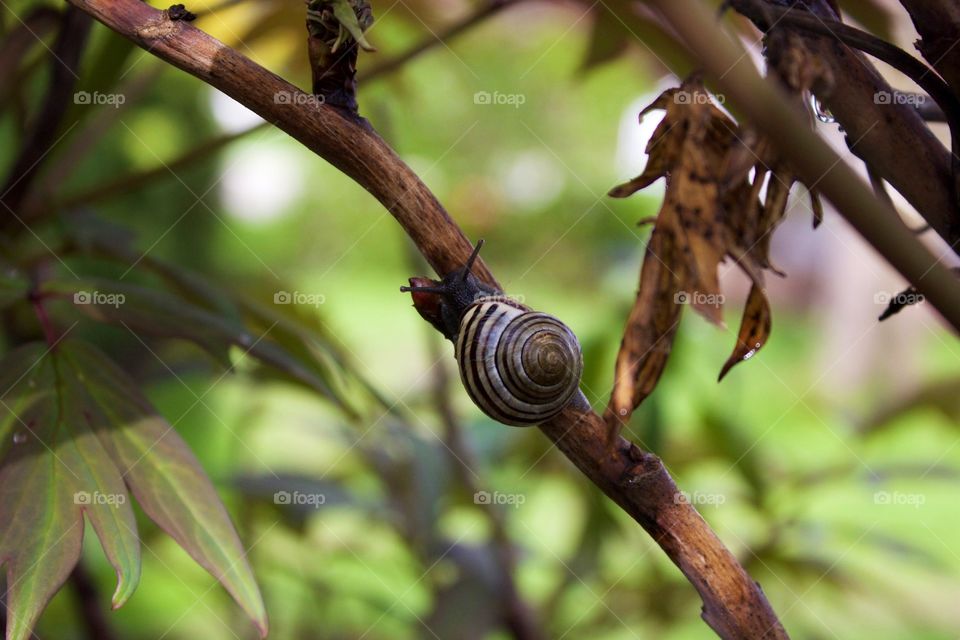 Snail