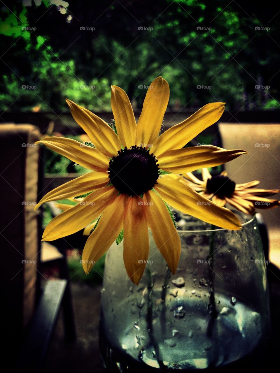 Brown Eyed Susan