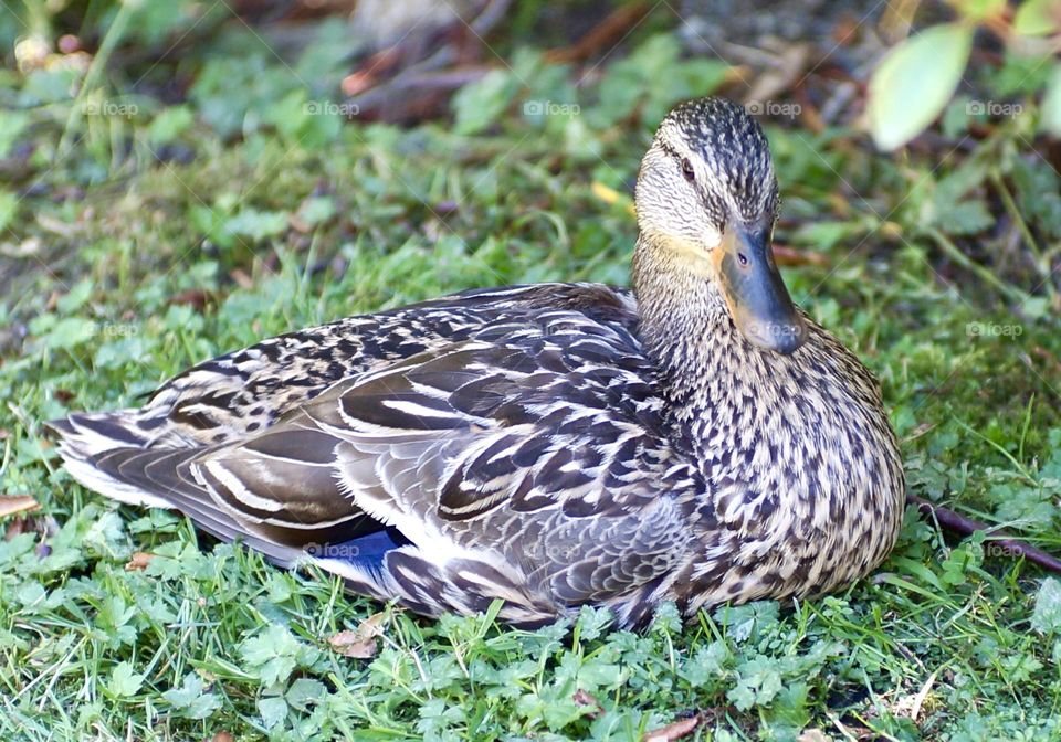 This female mallard posed beautifully for me.