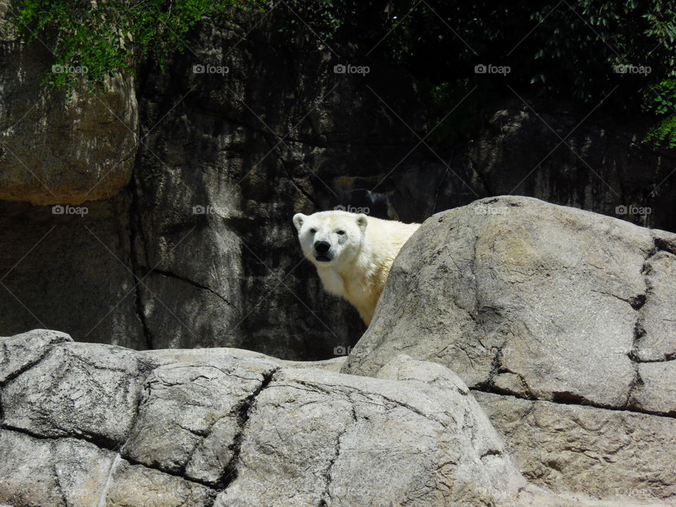 This is a polar bear behind a huge rock at the Columbus Zoo in Ohio.