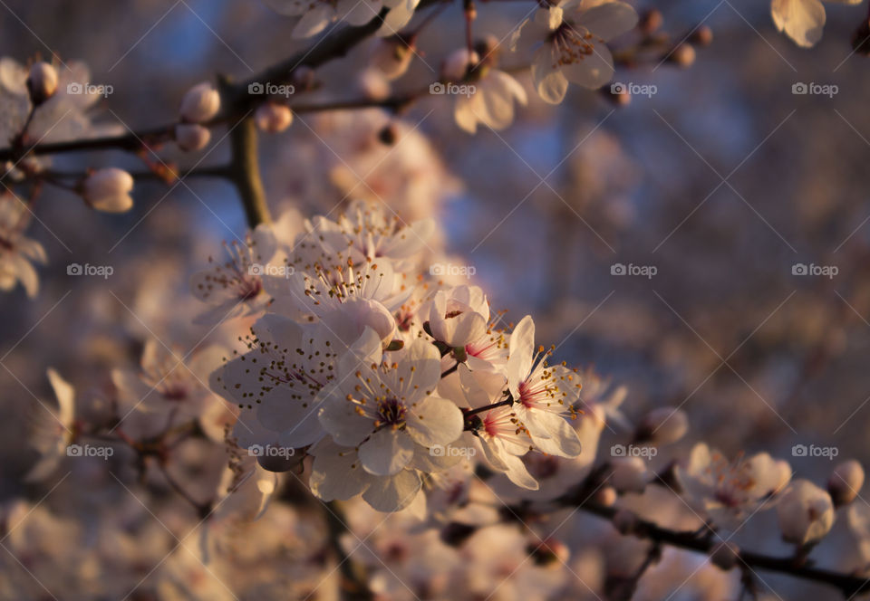 Cherry Blossoms. Cherry blossoms in the light of the sunrise