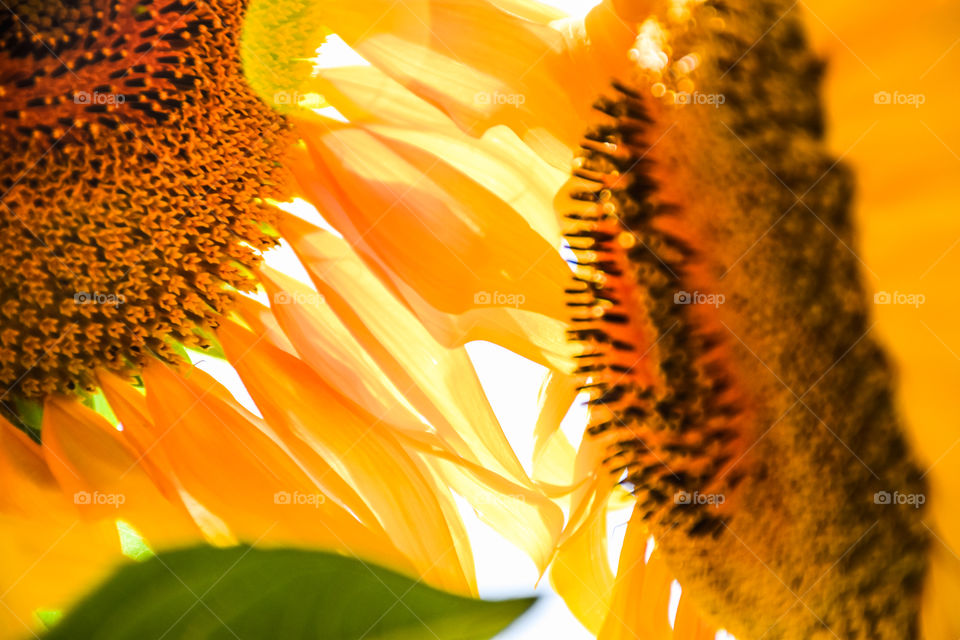 Extreme close-up of orange sunflowers