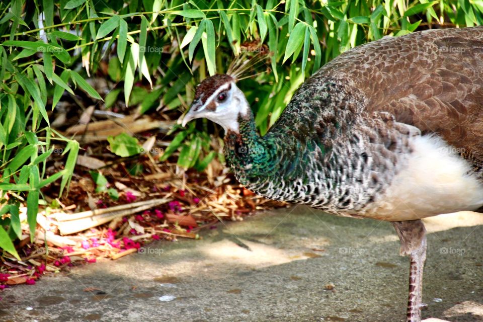 Peacock 