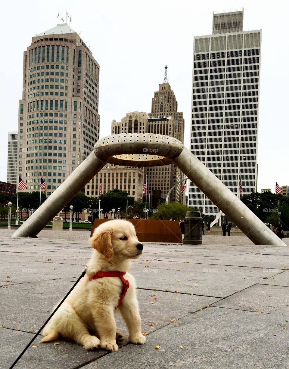 Puppy at detroit