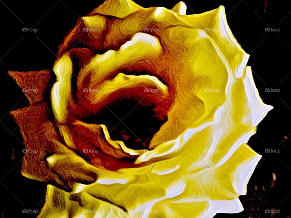 Yellow Rose