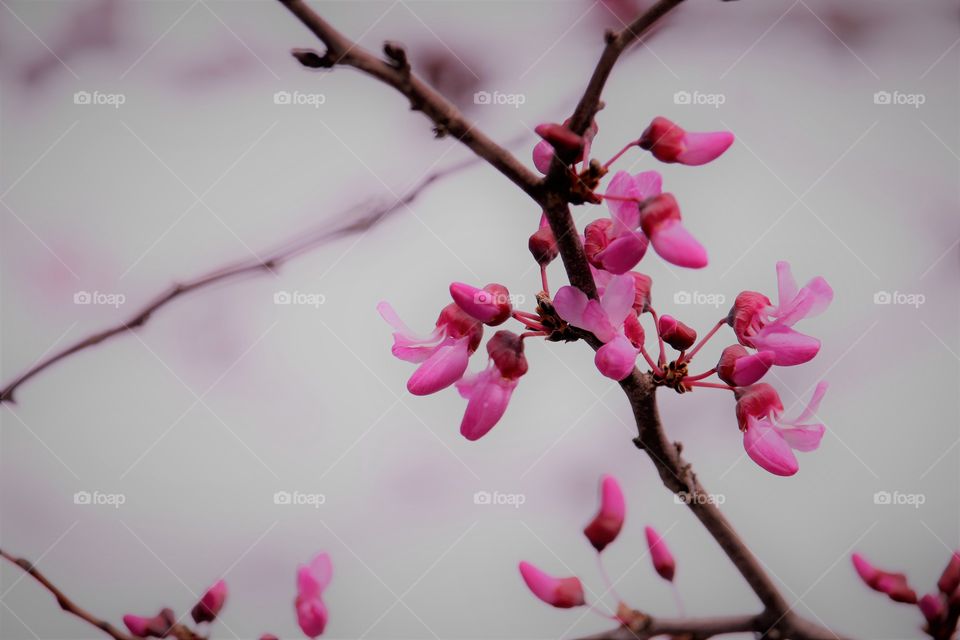 pink flower tree buds at the pond outside of Sutter's fort in downtown Sacramento California.