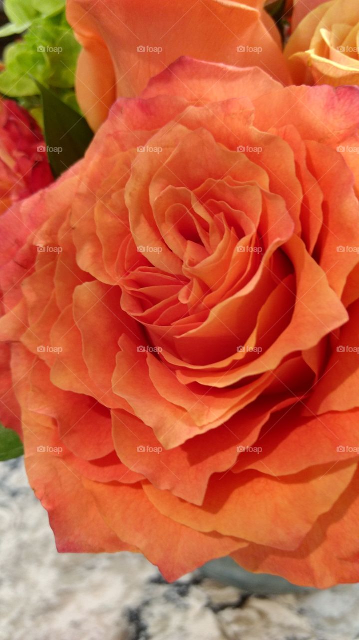 orange Rose in bloom