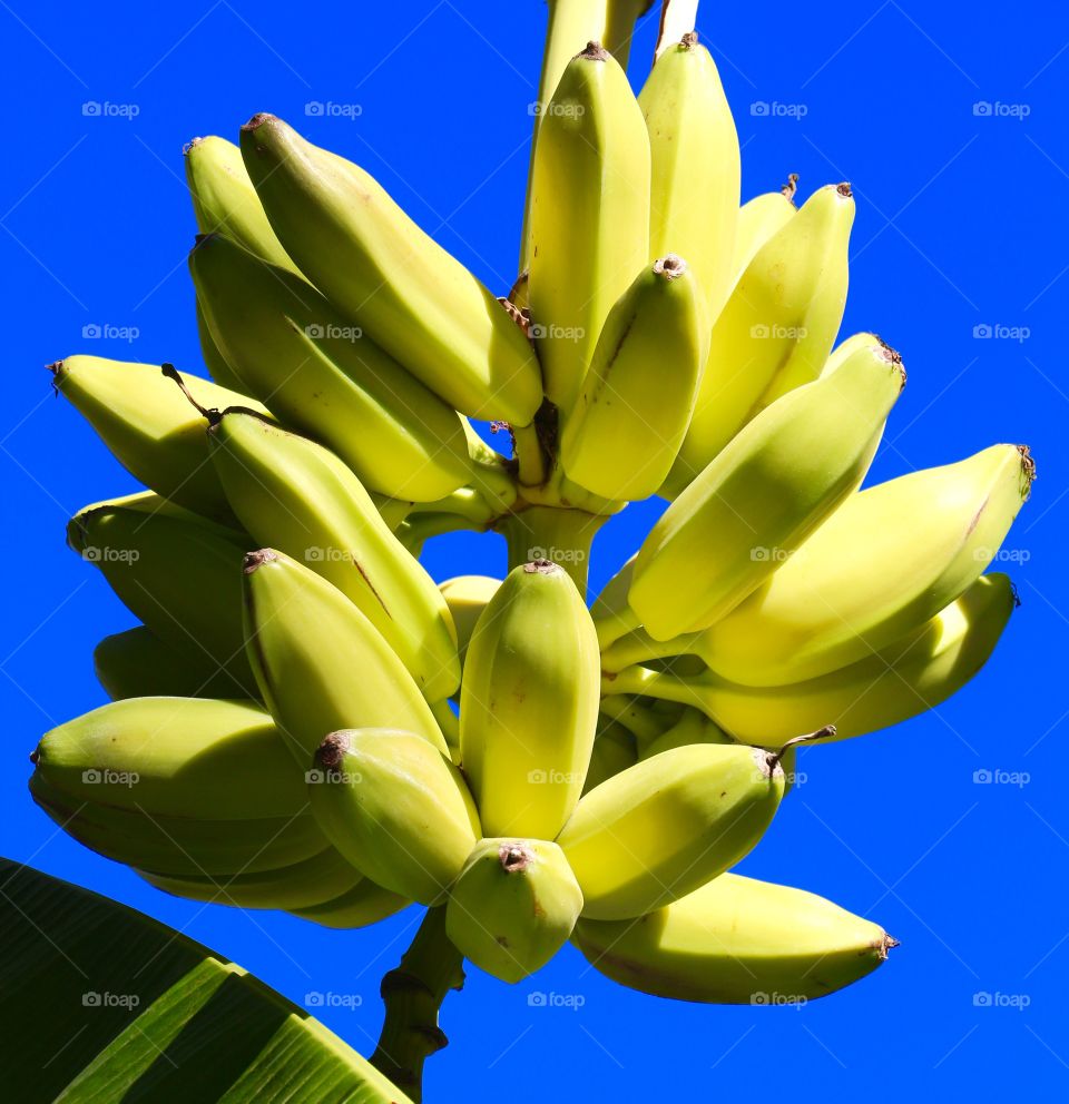 Bananas