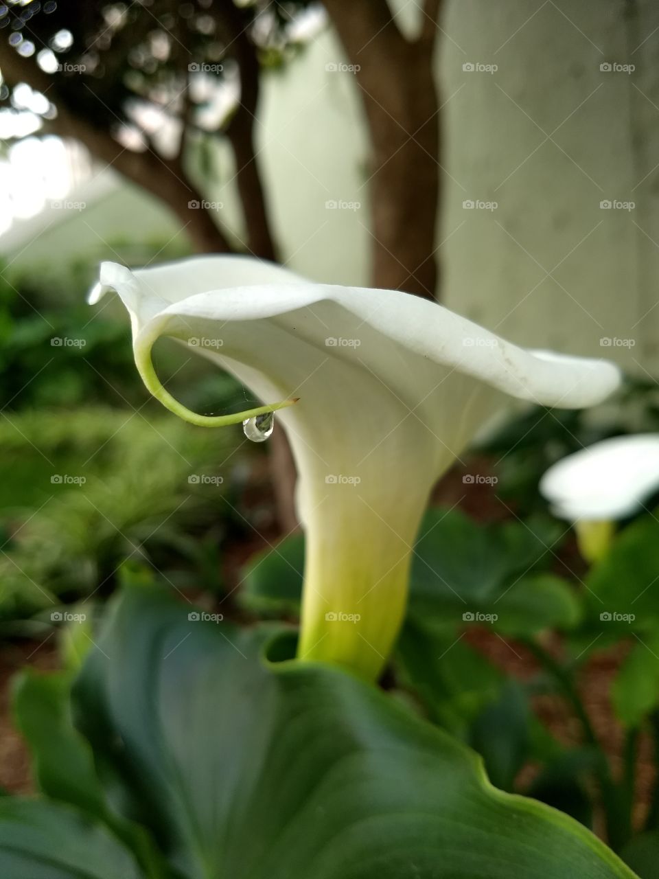 aquí una flor con una gota de agua