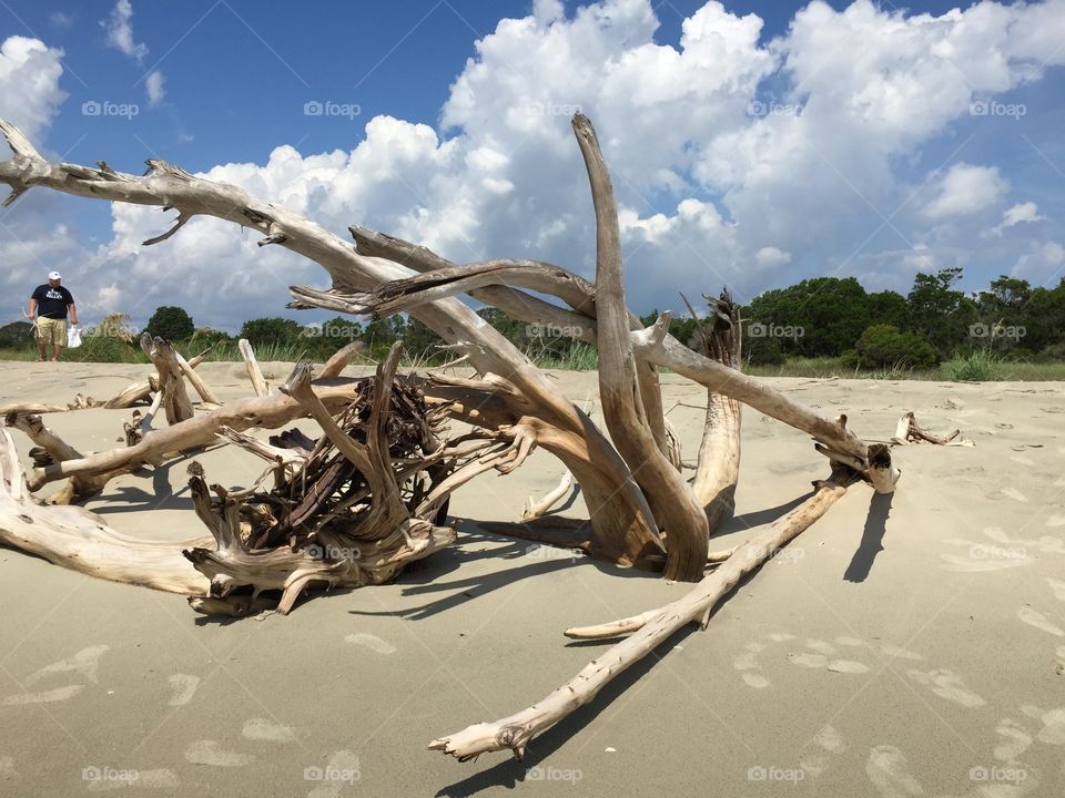 Shell Island driftwood 
