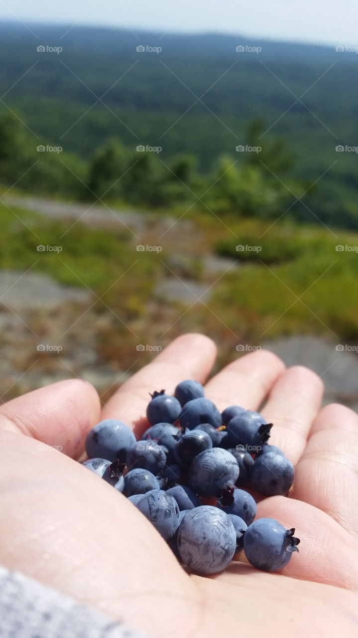 Blueberry
