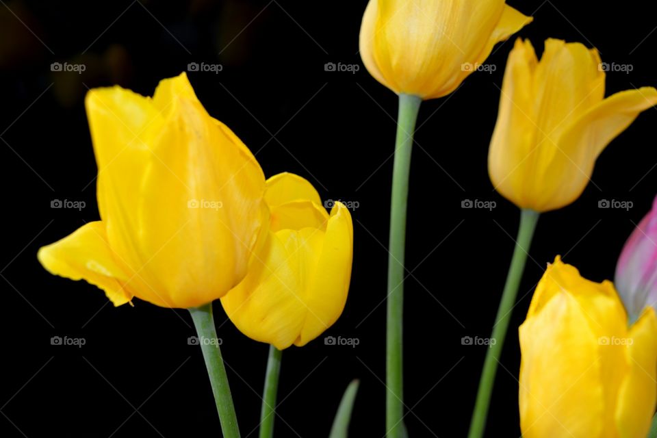 yellow tulips