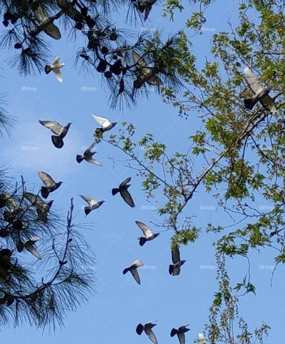 The birds(maybe seagulls) were flying in the sky between two trees, that had blue, green and birds' white, black colors, very beautiful and lively.