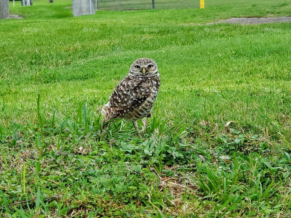 The Owl...Well respected, well protected.